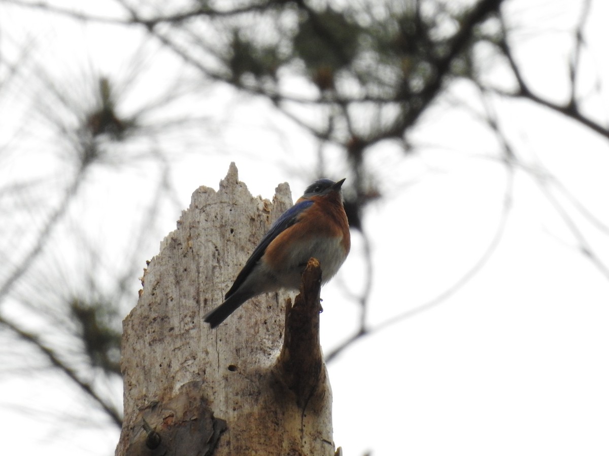 Eastern Bluebird - ML152993471