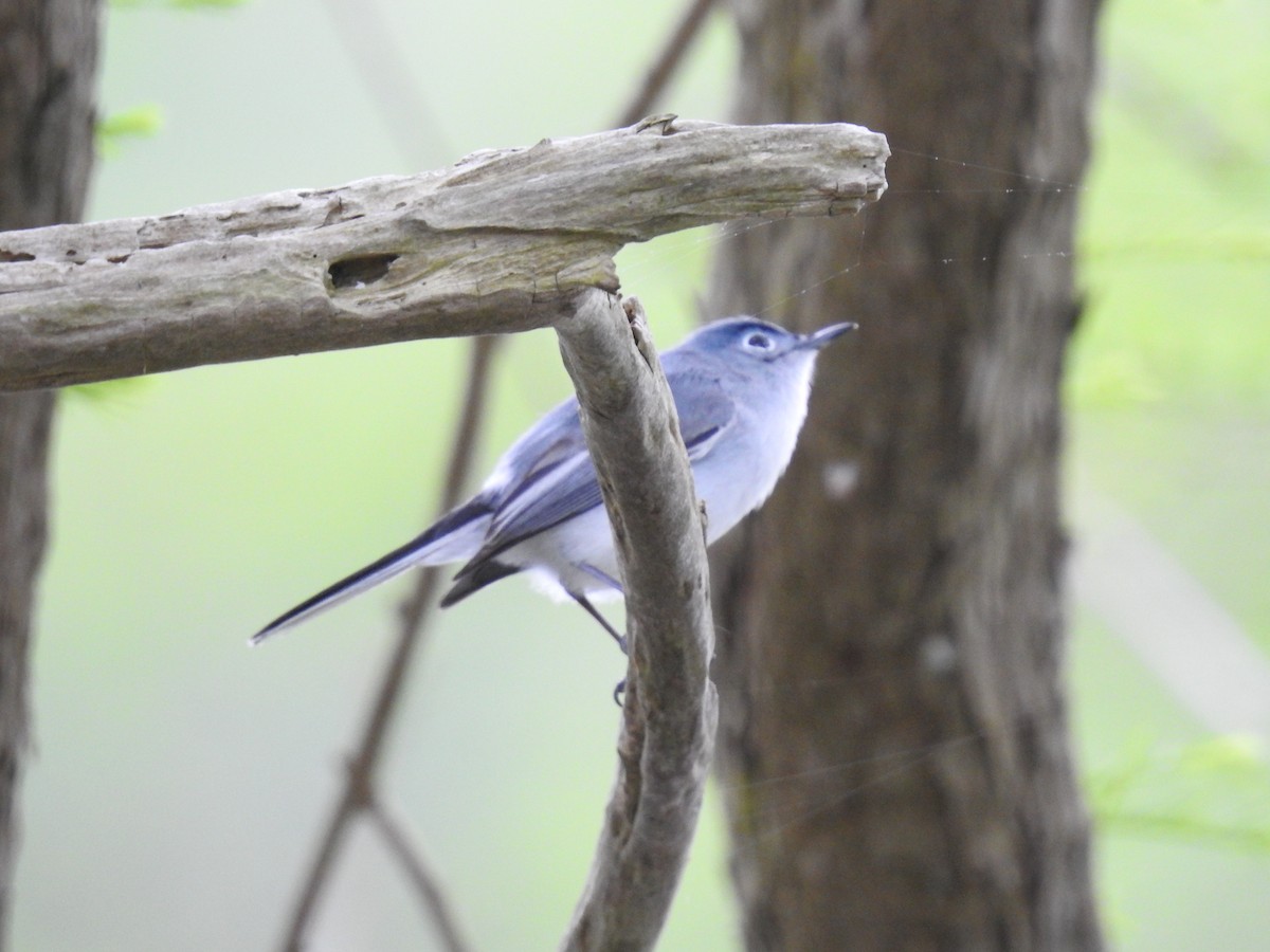 Blue-gray Gnatcatcher - ML152993511