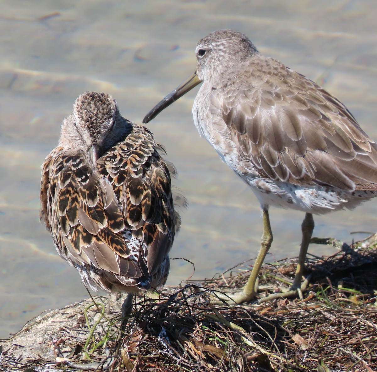 Short-billed Dowitcher - ML152993521