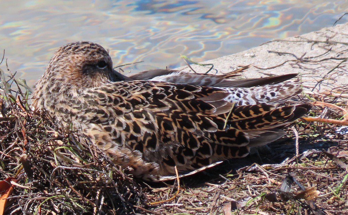 Short-billed Dowitcher - ML152993681