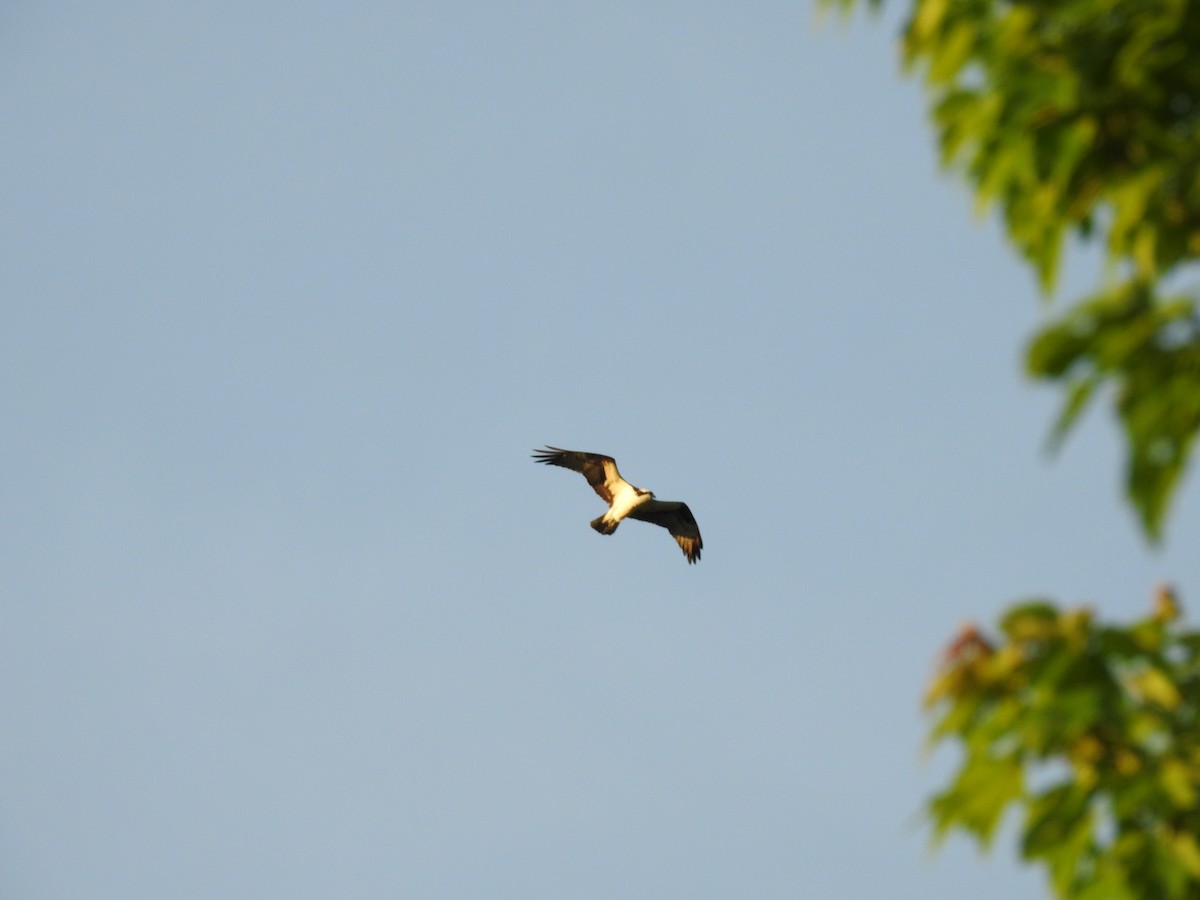 Águila Pescadora - ML152993741