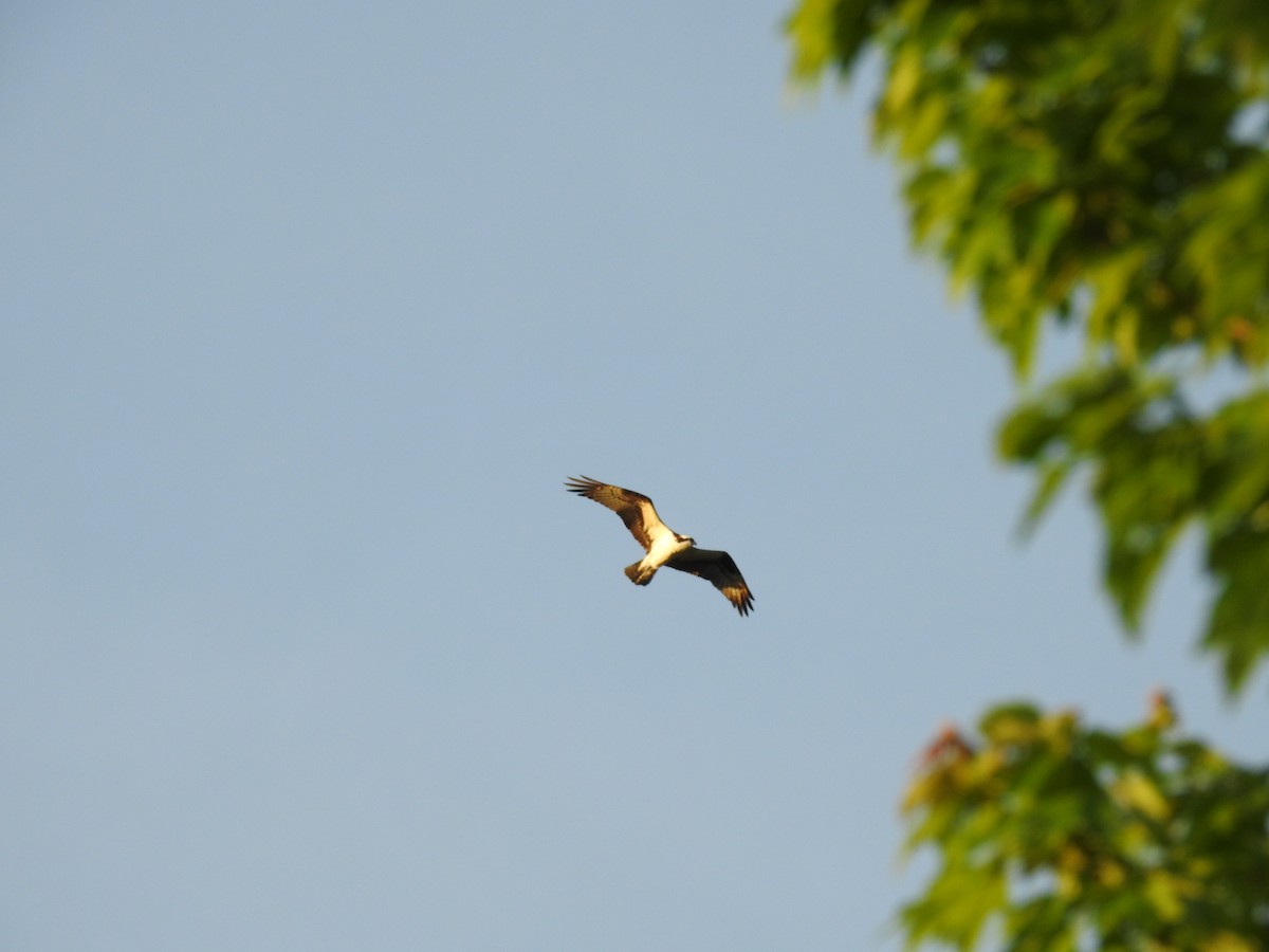 Balbuzard pêcheur - ML152993751