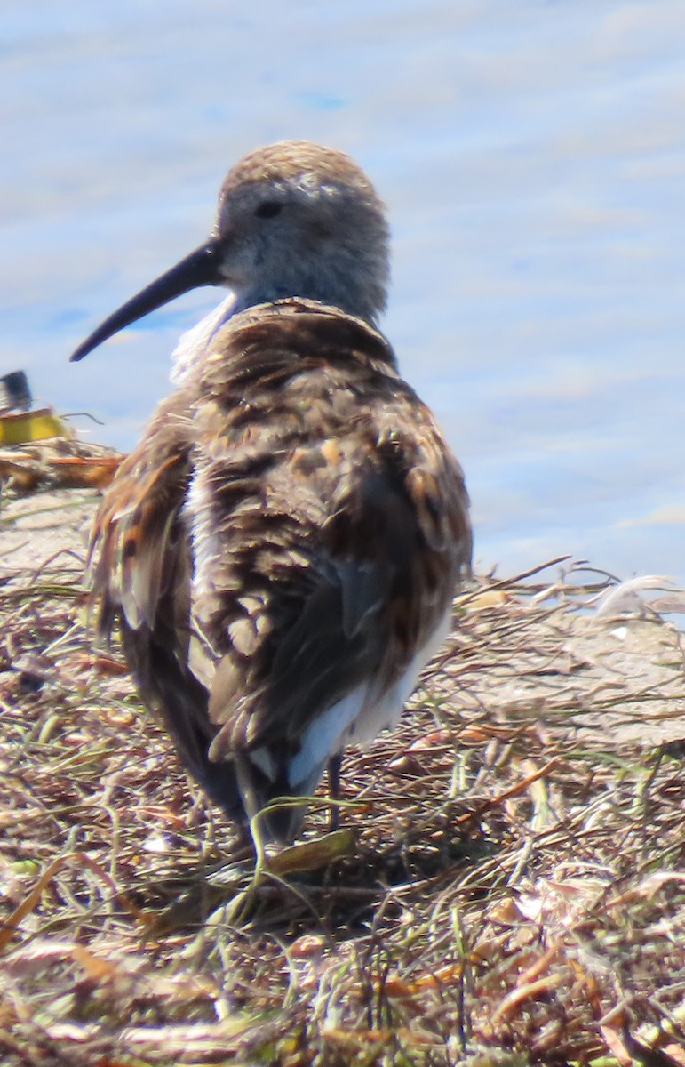 Dunlin - ML152993811