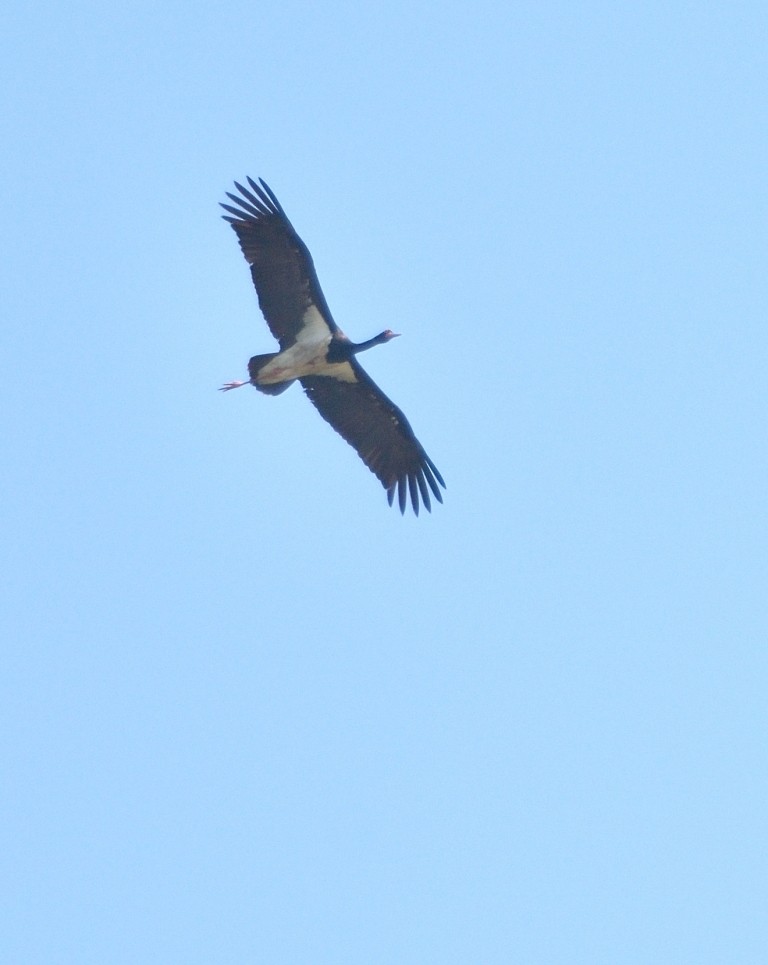 Black Stork - ML152993821