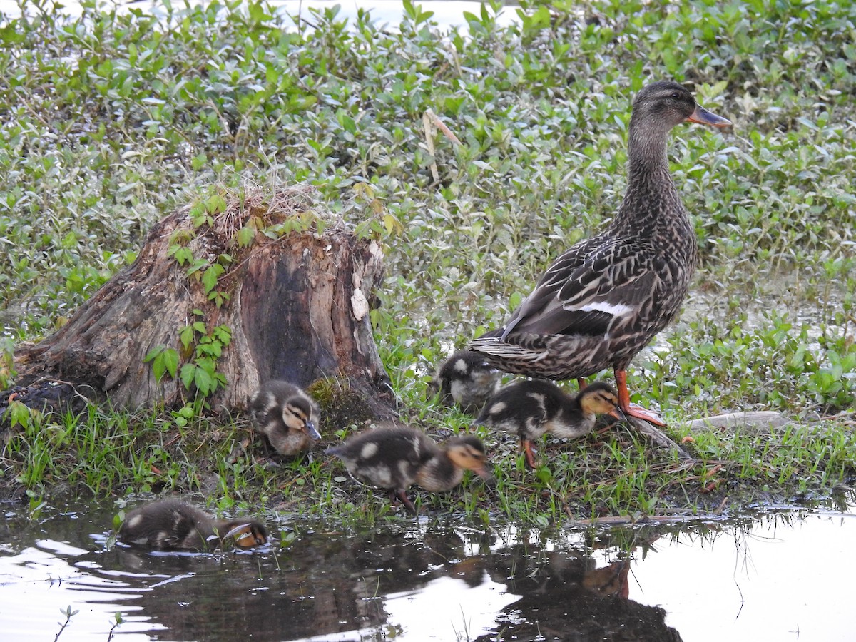 Canard colvert - ML152993861