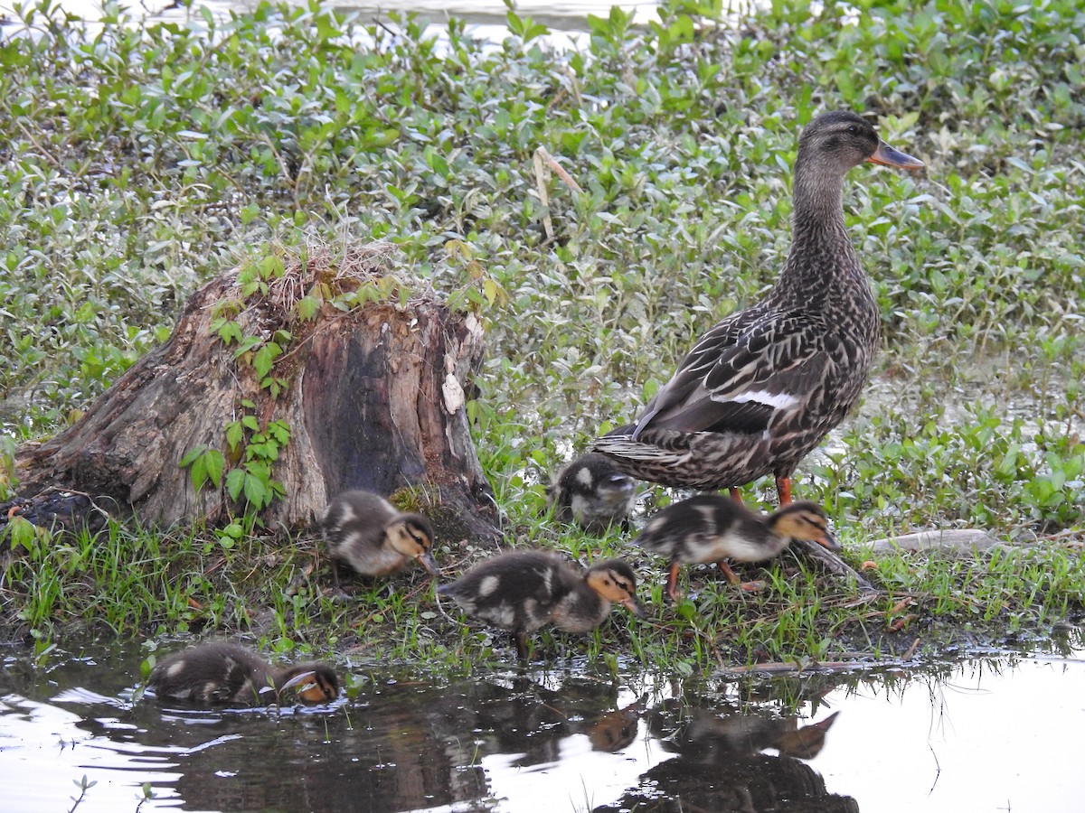 Canard colvert - ML152993881