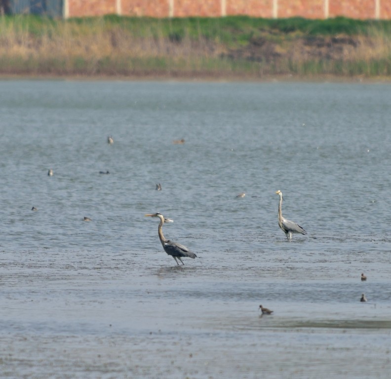 Gray Heron - ML152993971