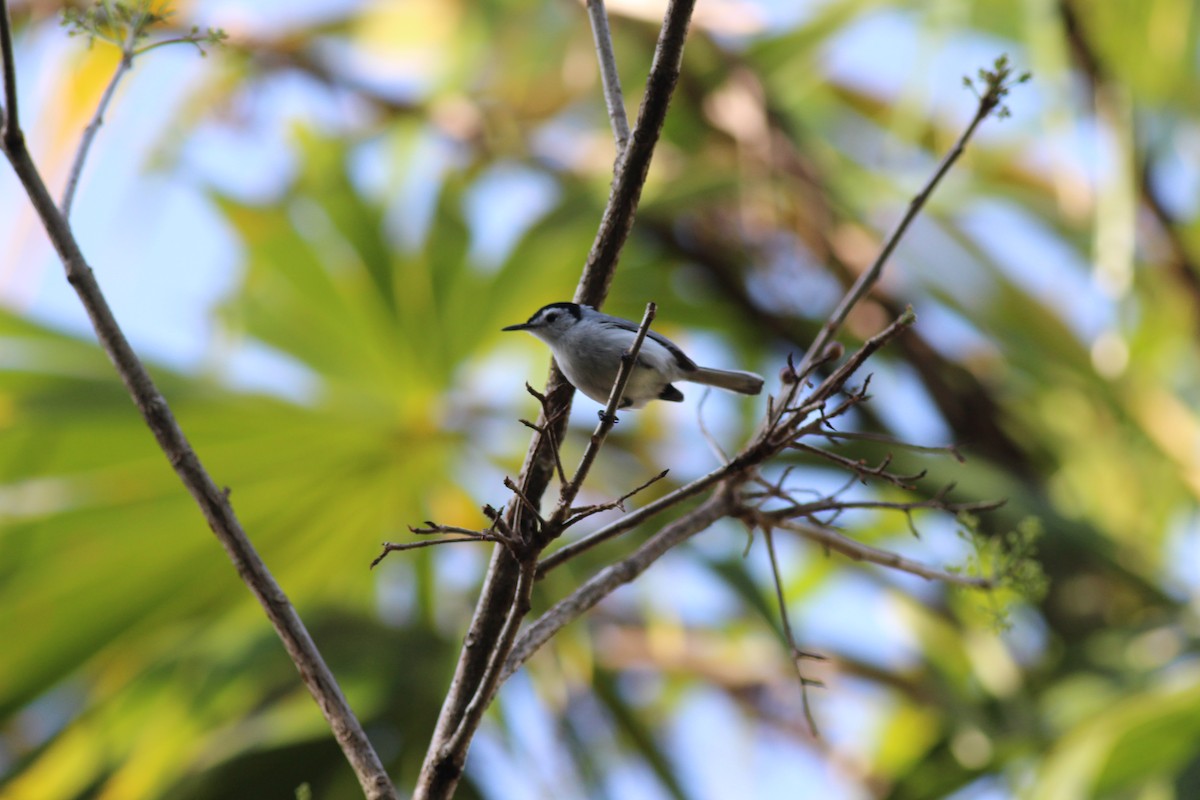 White-browed Gnatcatcher - ML152994061