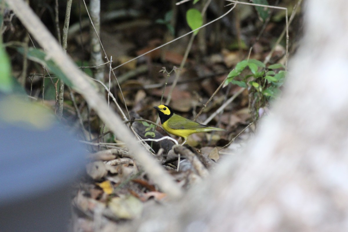 Hooded Warbler - ML152994141