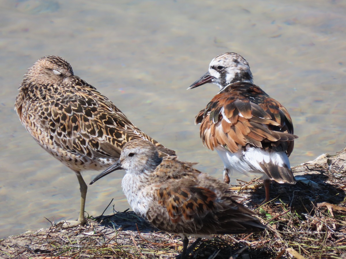 Ruddy Turnstone - Dave Bowman