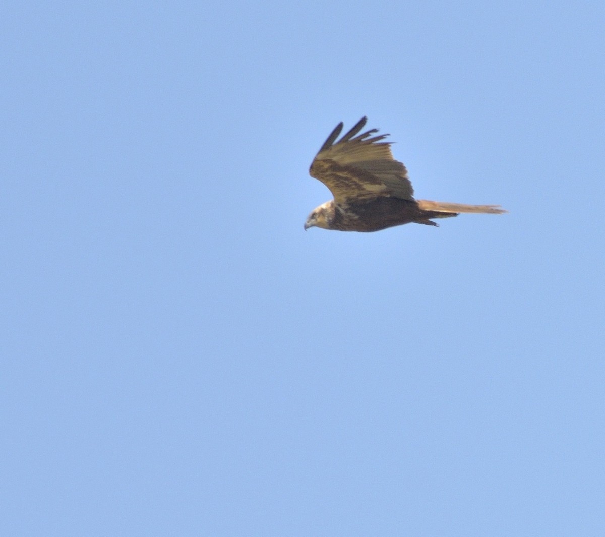 Western Marsh Harrier - Gordan Pomorišac