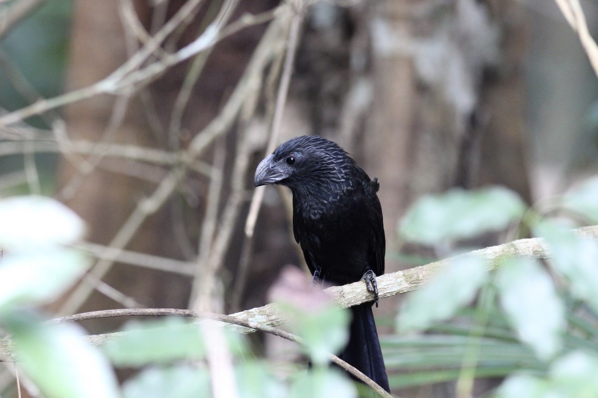 Groove-billed Ani - ML152994271