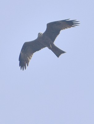 Black Kite - Gordan Pomorišac