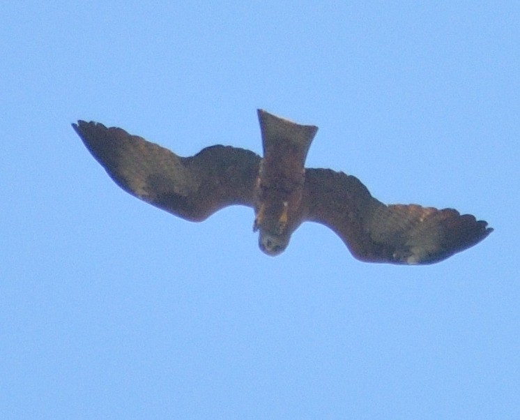 Black Kite - Gordan Pomorišac