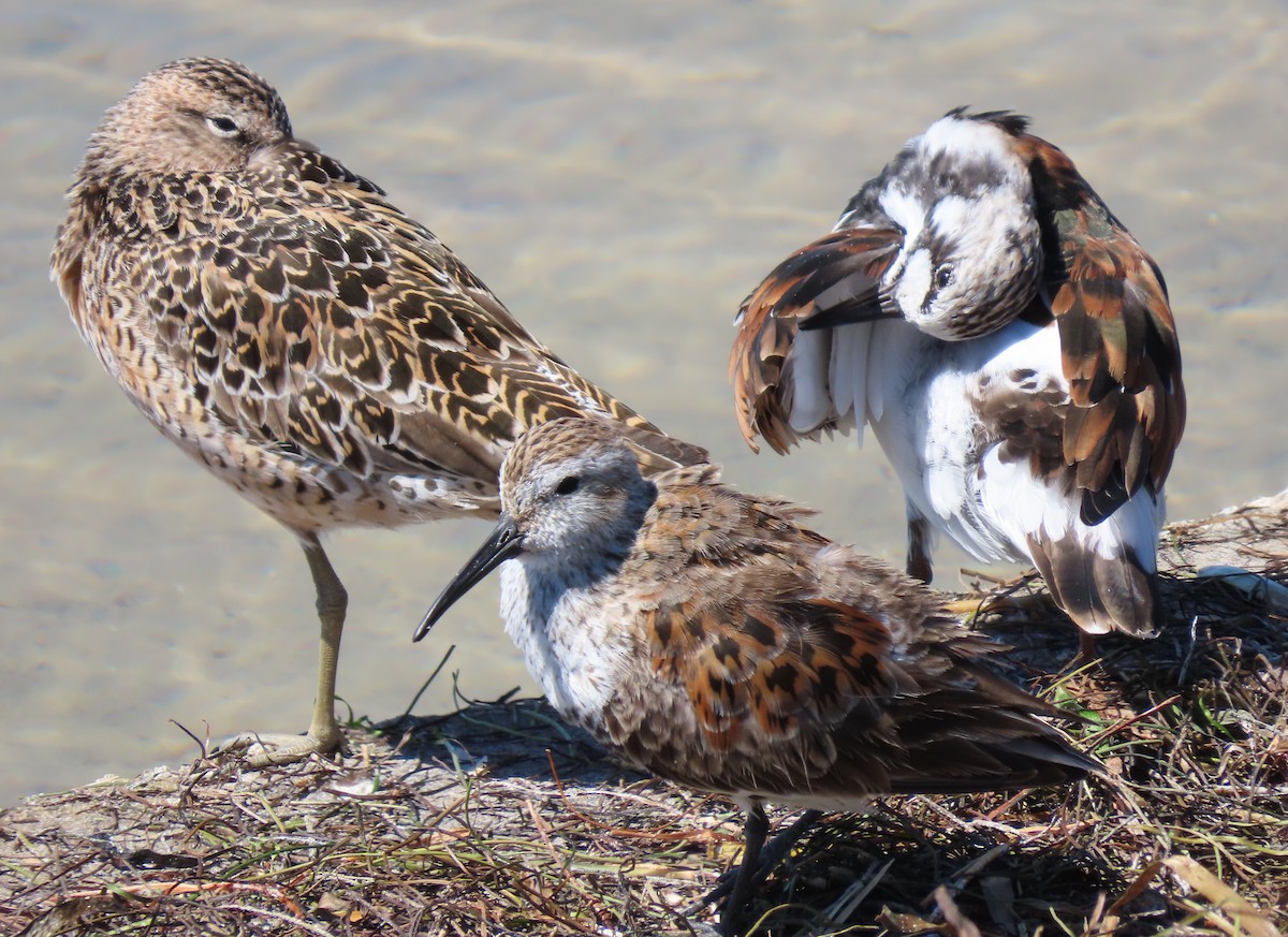 Ruddy Turnstone - ML152994361