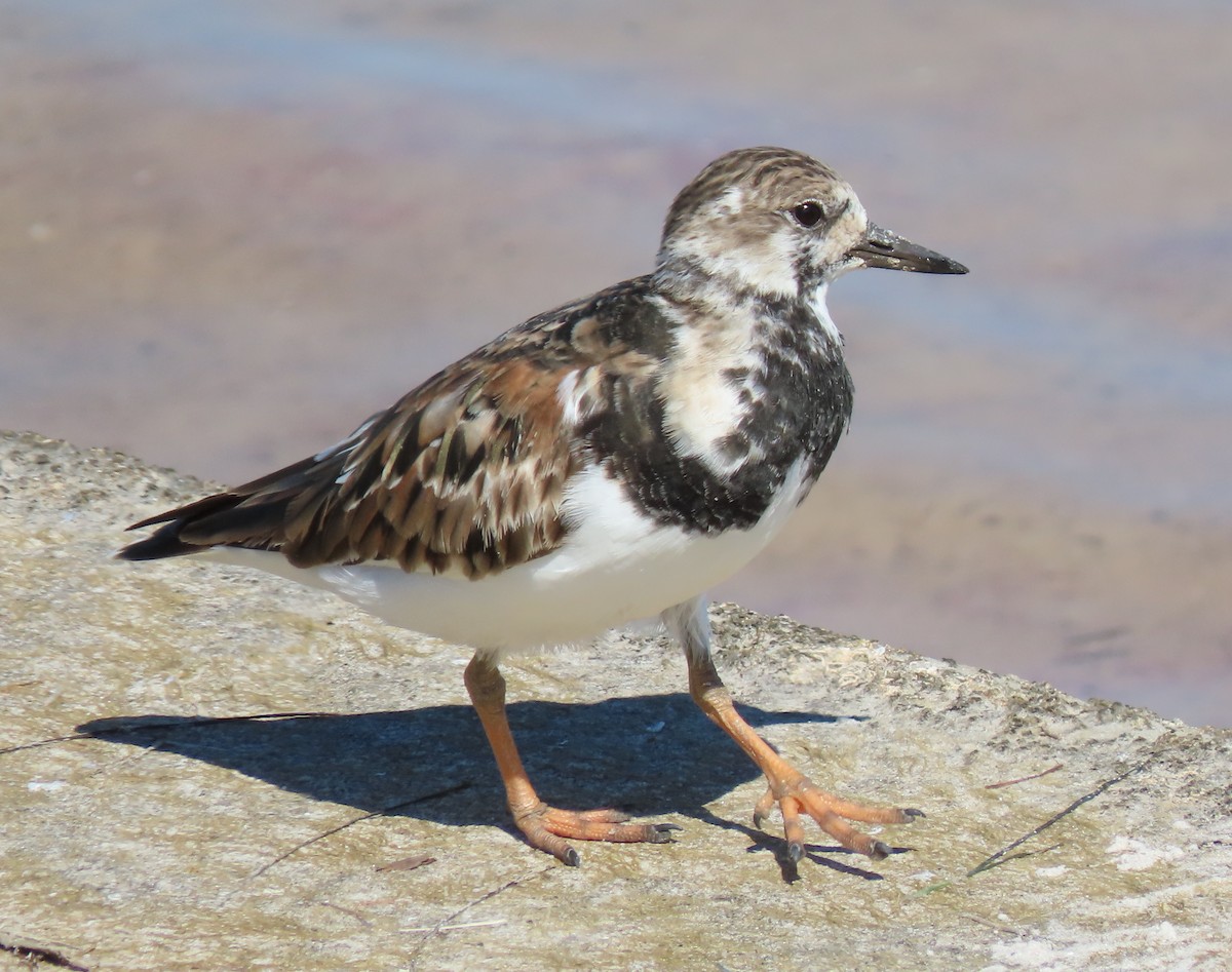 Ruddy Turnstone - ML152994511