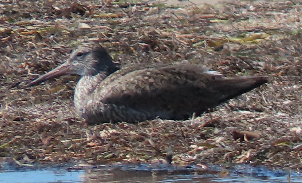 Marbled Godwit - ML152994641