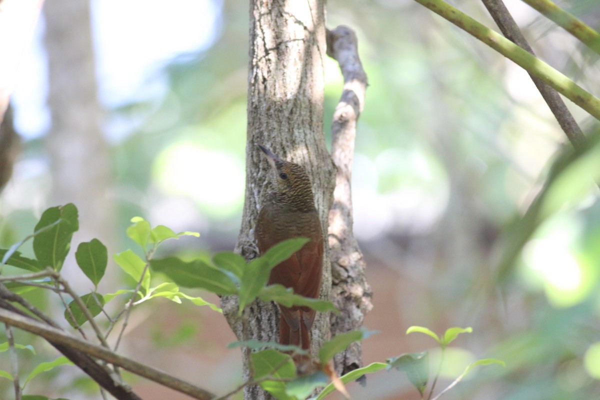 Northern Barred-Woodcreeper - ML152994861