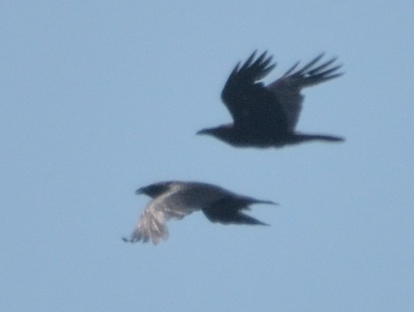 Common Raven - Gordan Pomorišac