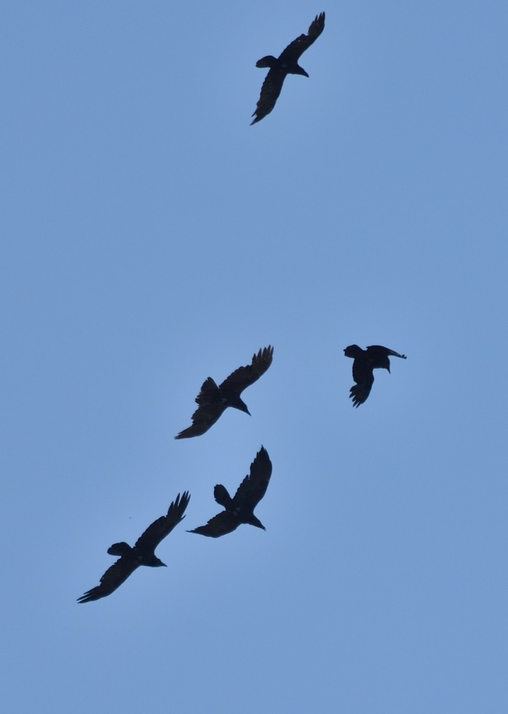 Common Raven - Gordan Pomorišac