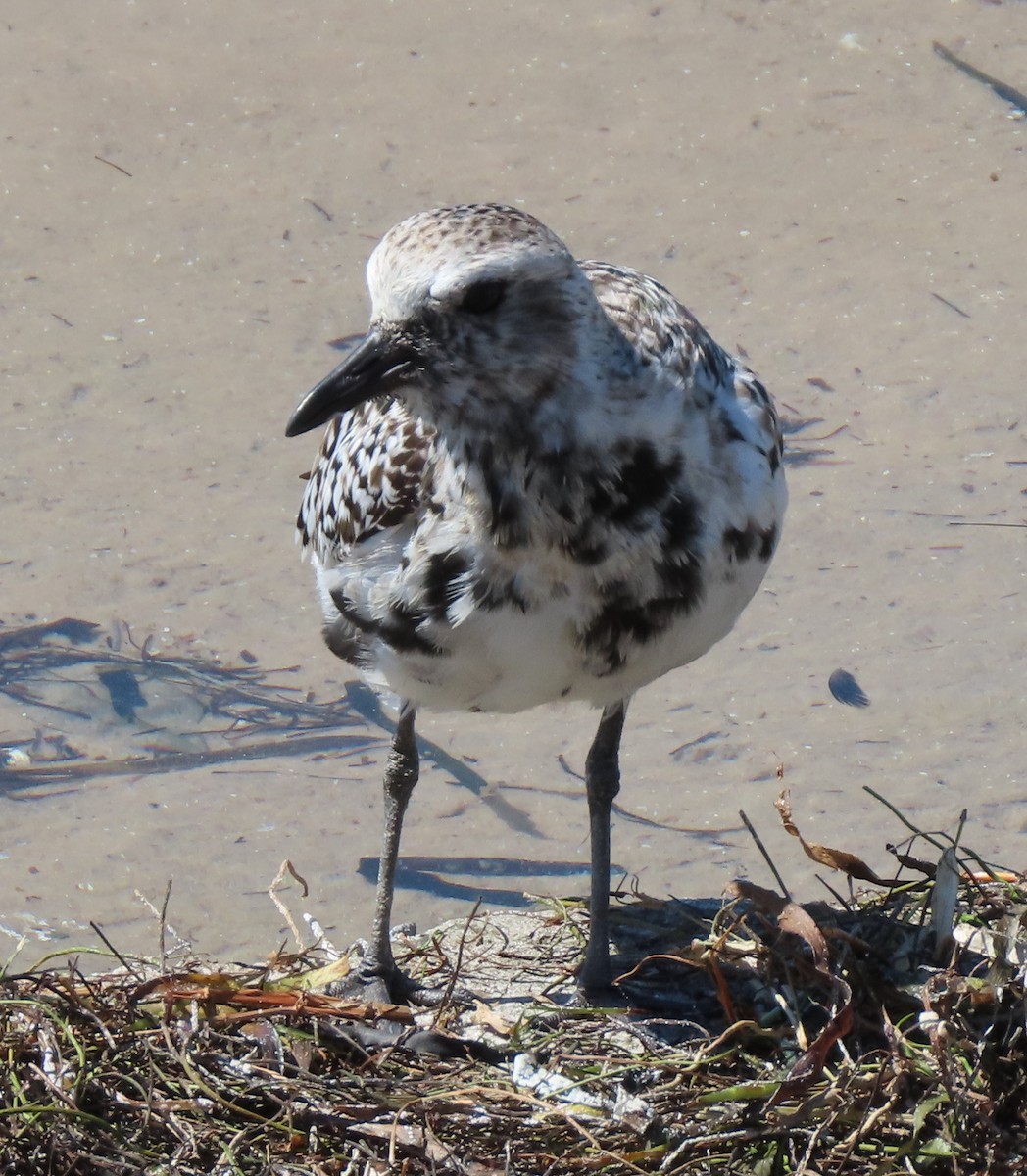 Black-bellied Plover - Dave Bowman