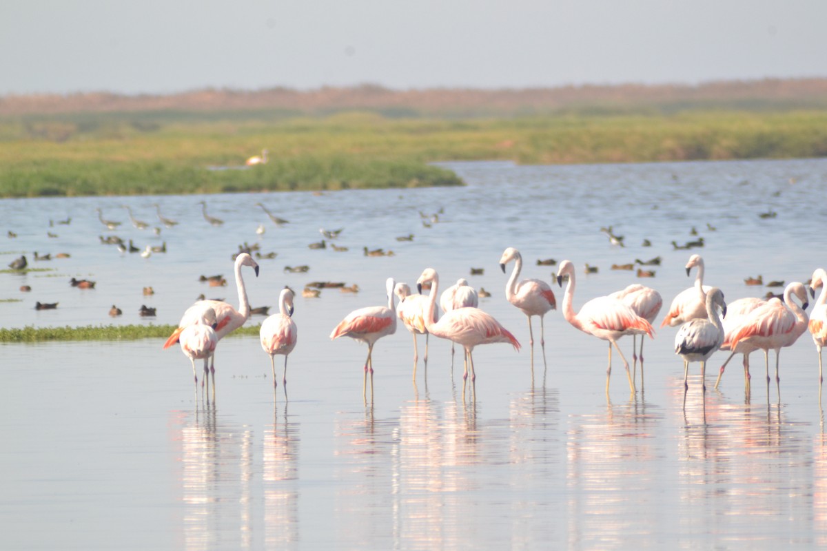 Chilean Flamingo - ML152995191