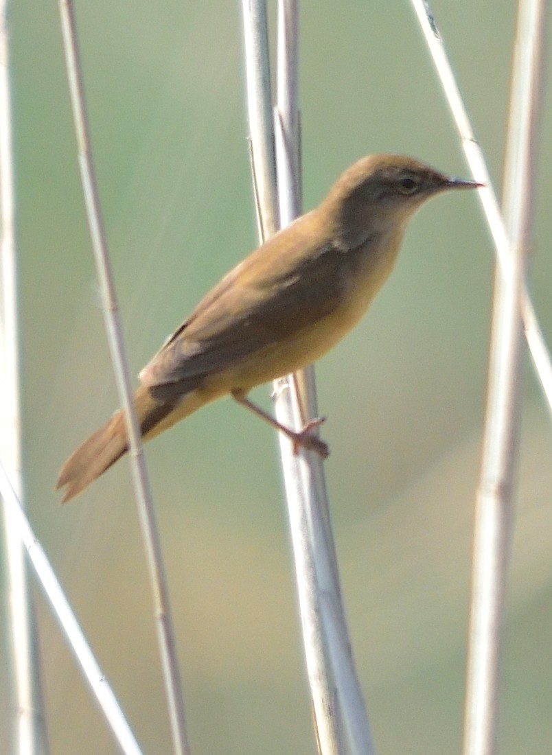 Savi's Warbler - ML152995401