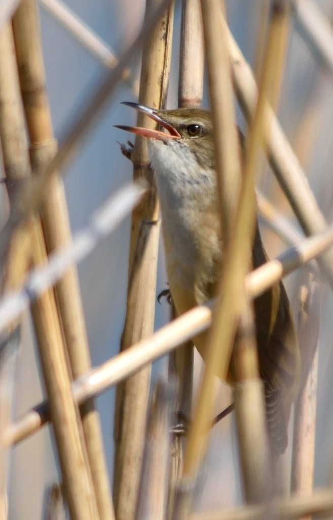 Great Reed Warbler - Gordan Pomorišac