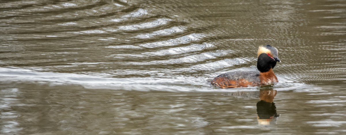 Horned Grebe - ML152995691