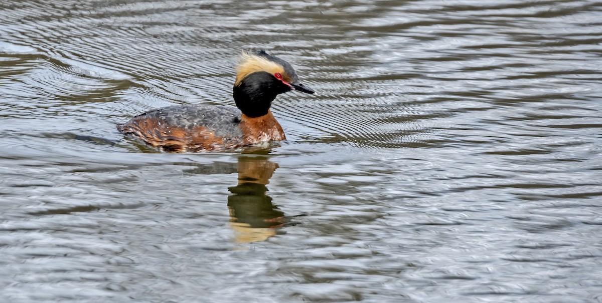 Horned Grebe - ML152995711