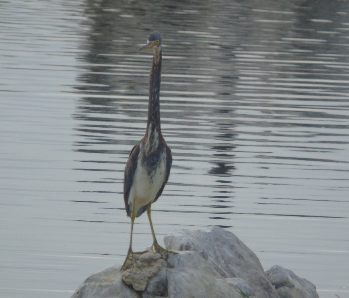 Tricolored Heron - ML152995751