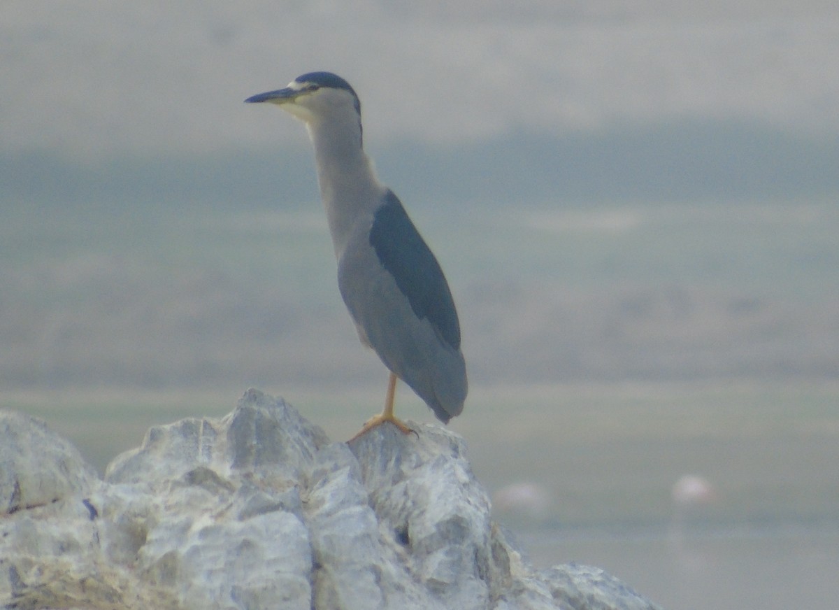 Black-crowned Night Heron - ML152996031