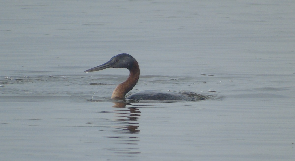 Great Grebe - ML152996311