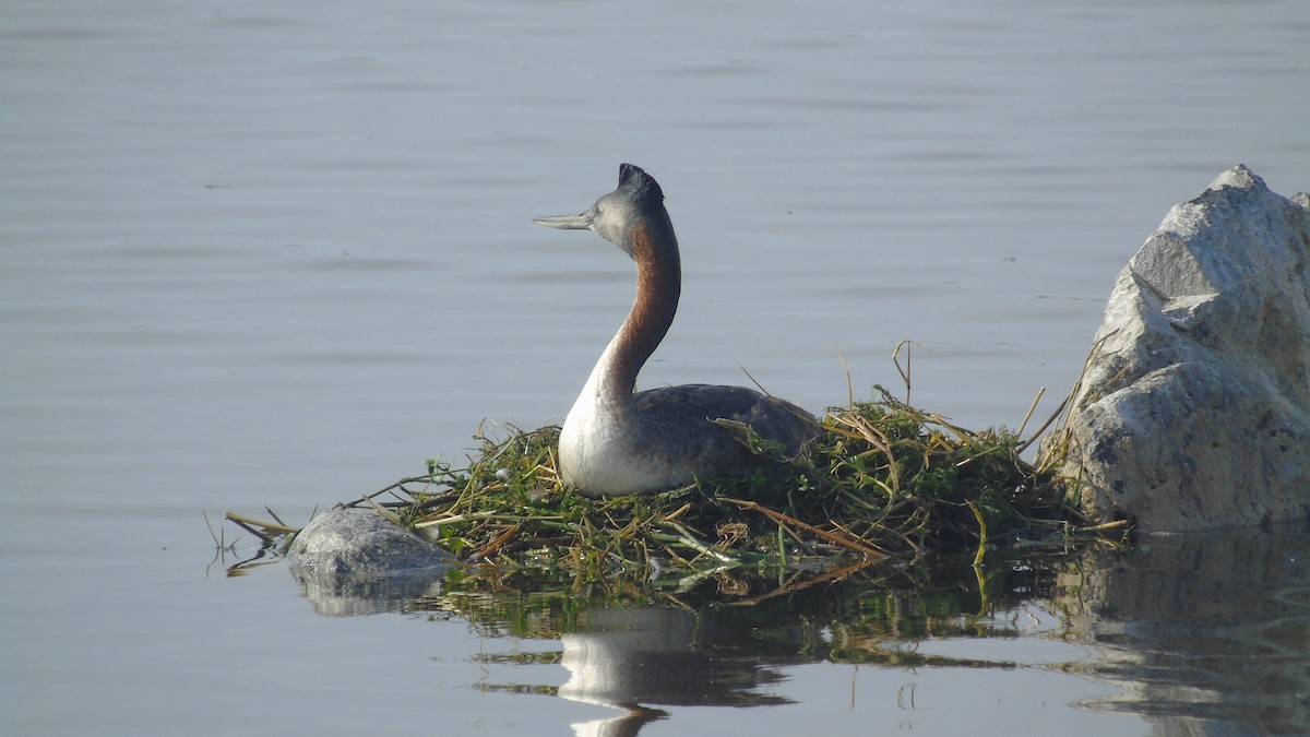 Great Grebe - ML152996531