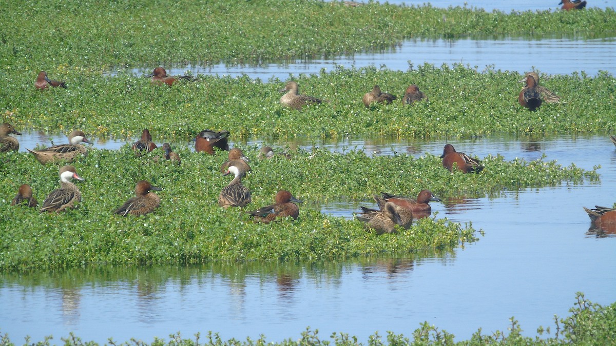 Cinnamon Teal - Gabriel Pulgar Guardiola