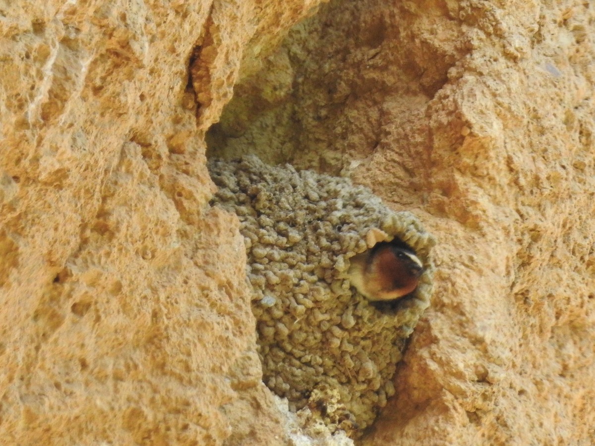 Cliff Swallow - ML152999191