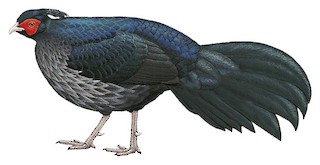 lophura leucomelanos melanota Kalij Pheasant - Lophura leucomelanos