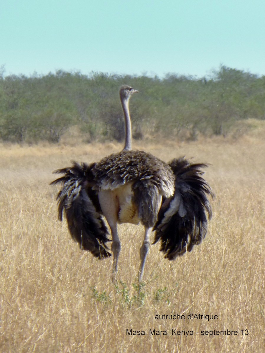 Common Ostrich - Daniel Alain Dagenais