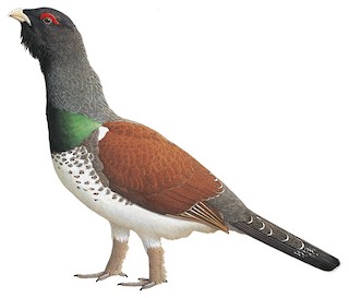 Western Capercaillie