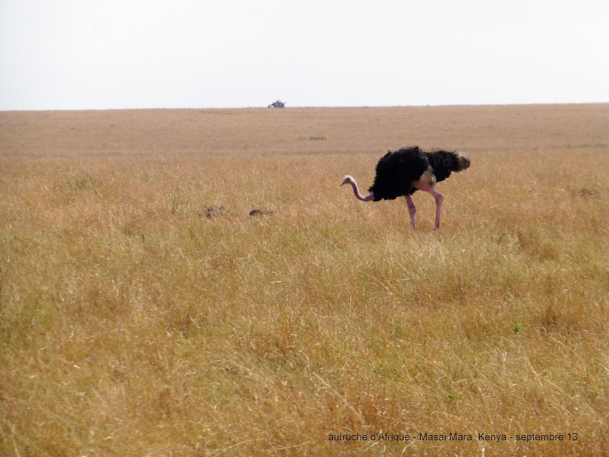 Common Ostrich - ML153001401