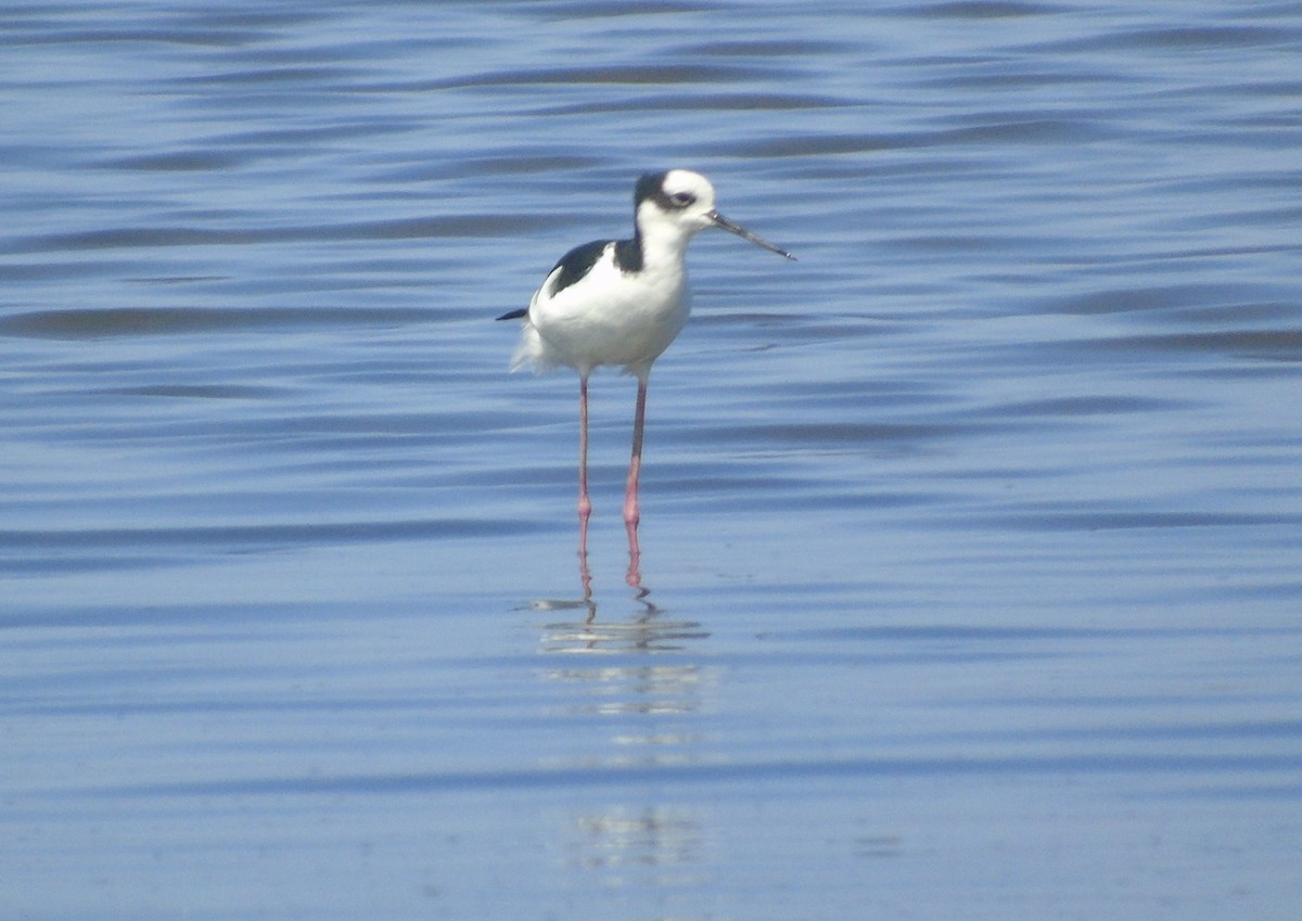 Cigüeñuela Cuellinegra - ML153002091