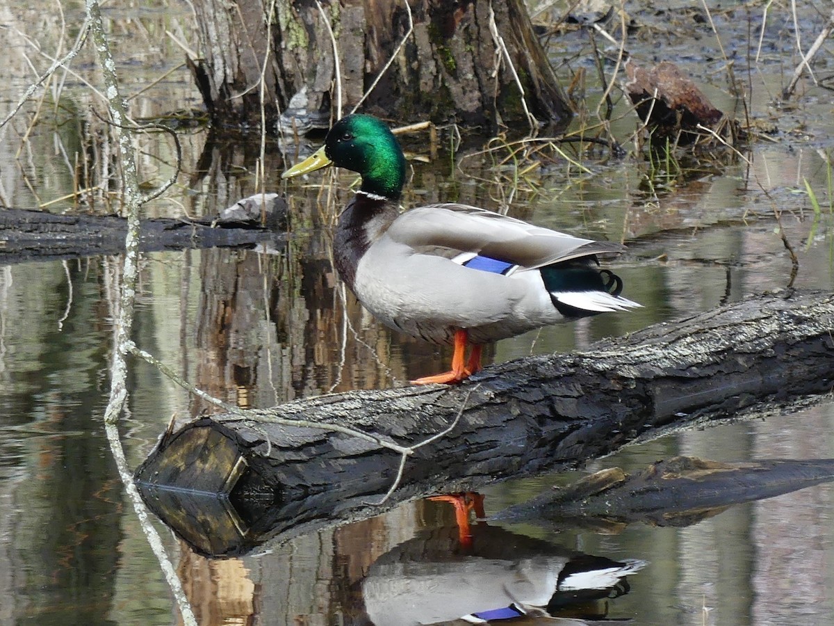 Mallard - Ted Down