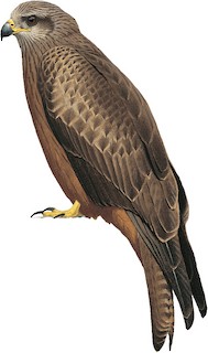 Milvus migrans affinis