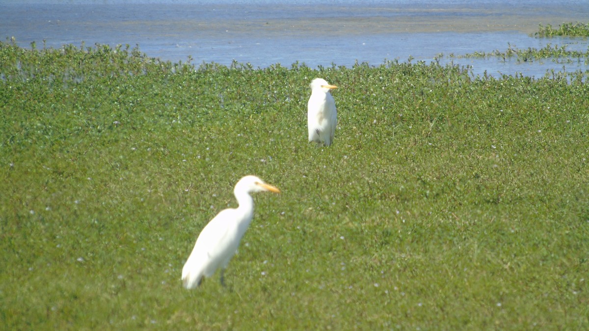 Western Cattle Egret - ML153004051