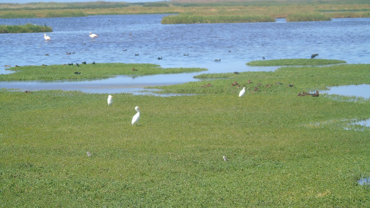 Western Cattle Egret - ML153004061