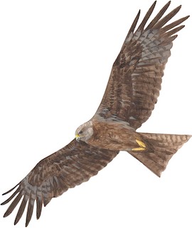 Milvus migrans affinis