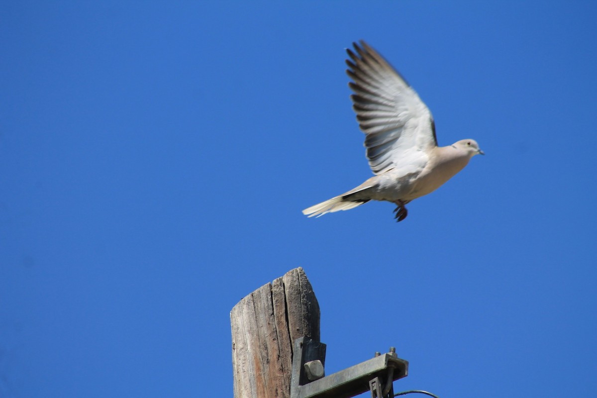 Eurasian Collared-Dove - ML153004991