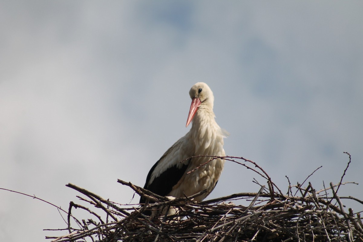 Weißstorch - ML153005571