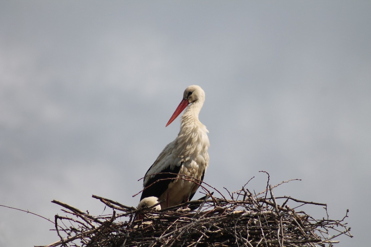 White Stork - Seán Walsh