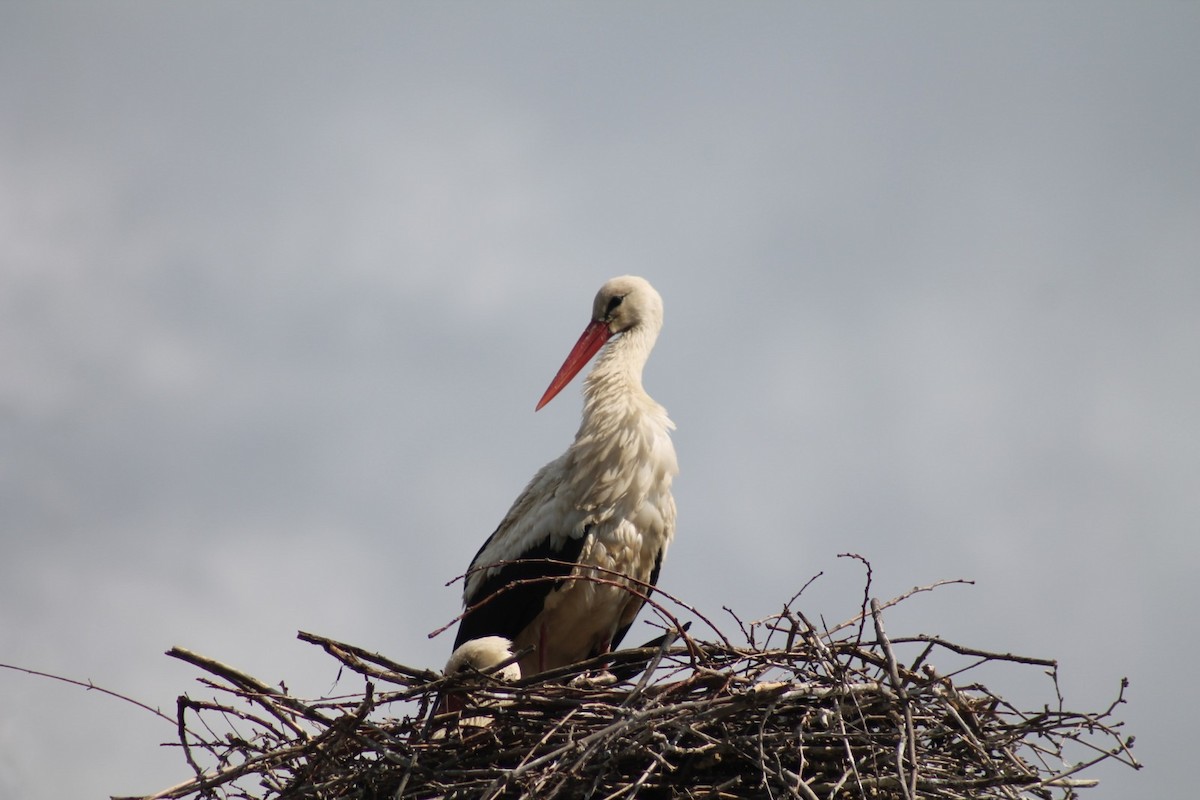 White Stork - Sean Walsh